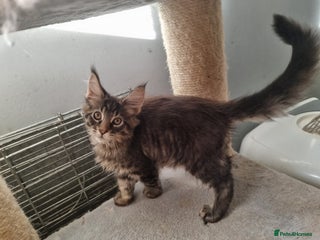 Maine Coon cats TICA REG. Amazing kittens - Advert 12