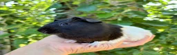 Guinea Pig rodents for sale: LOTS of Stunning Baby Girl Guinea Pigs 💗 - Advert 15