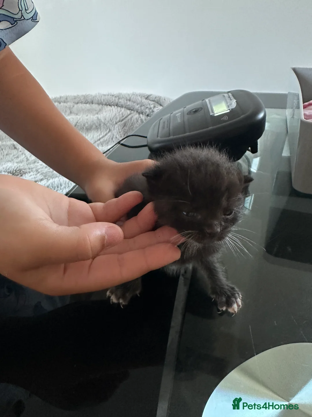 Mixed Breed cats for sale: Beautiful Ragdoll Cross Kittens in Crawley - Advert 2