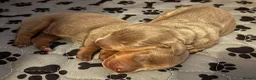 Miniature Dachshund dogs for sale: KC Reg Miniature Dachshund Puppies For Sale in Hove - Advert 6