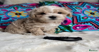 Maltipoo dogs - Advert 1