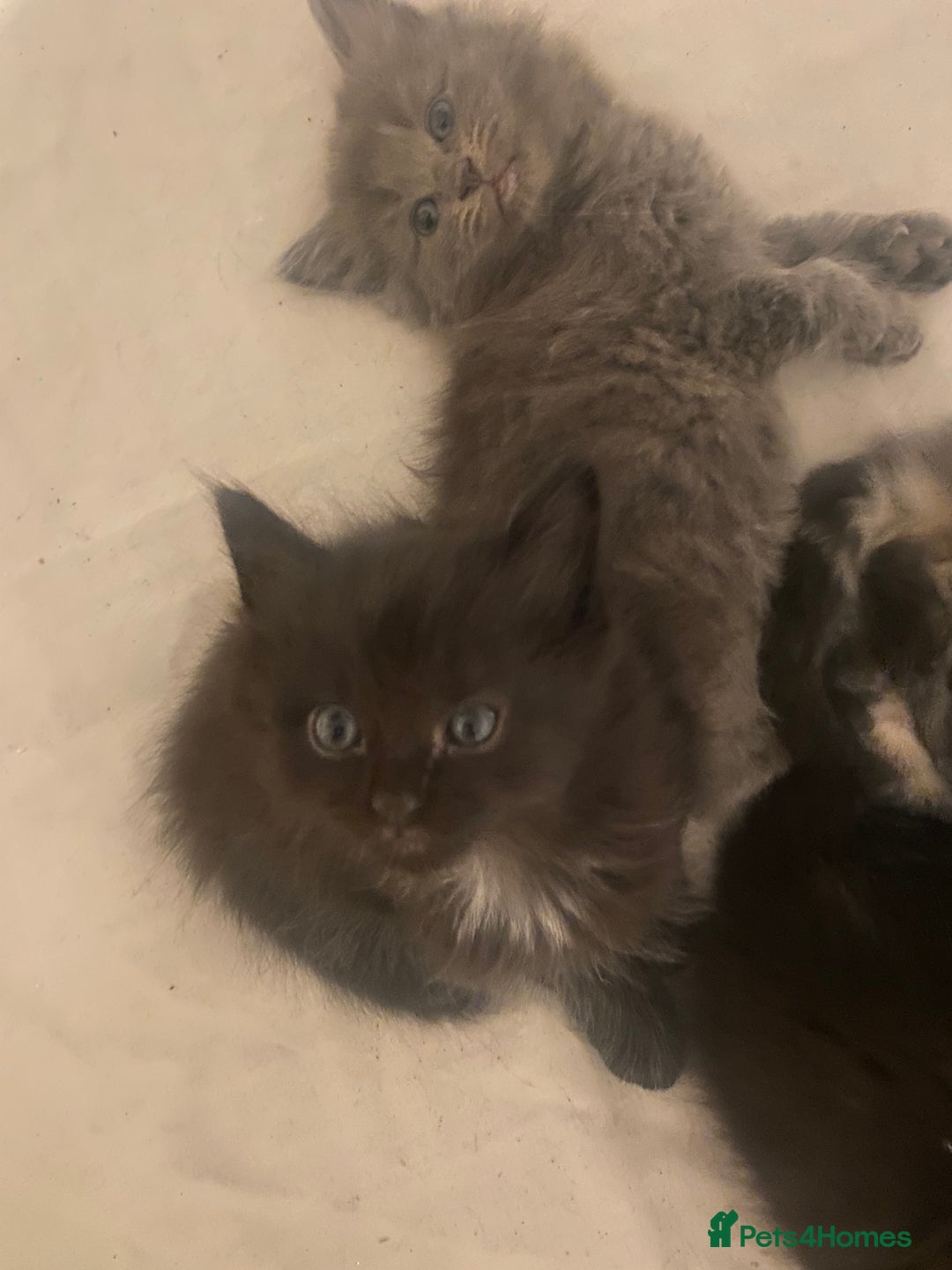 Mixed Breed cats for sale: beautiful kittens for sale *1 left* - Advert 5