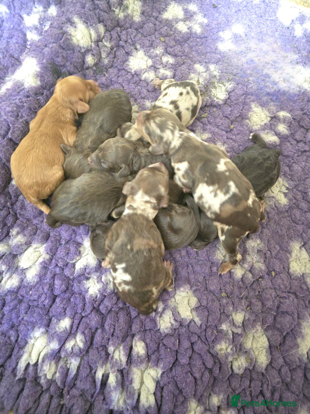 Cockapoo dogs for sale: Cockapoo puppies - Image 37