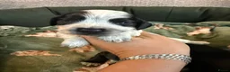 Cocker Spaniel dogs for sale: Ready now show cocker spaniel puppies  - Advert 26