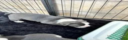 Mixed Breed dogs for sale: 7 American bulldog x French bulldog puppies  - Advert 5