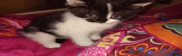 Mixed Breed cats for sale: 9 week old male kitten  in Bridlington - Advert 3