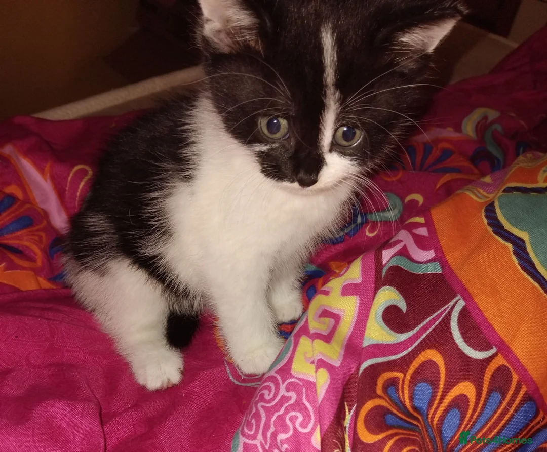 Mixed Breed cats for sale: 9 week old male kitten  in Bridlington - Advert 3