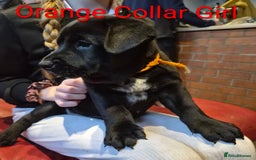 Mixed Breed dogs for sale: Ready to leave 3 Girls Left Shar-Pei x Chow pups  - Image 18