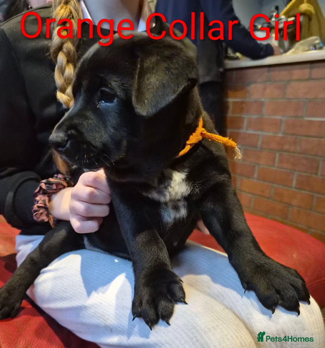 Mixed Breed dogs for sale: Ready to leave 3 Girls Left Shar-Pei x Chow pups  - Image 18