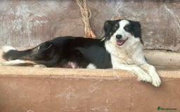 Border Collie dogs for sale: 2 Male border collie pups  - Image 6