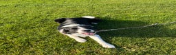 Border Collie dogs for stud: 🐾 Handsome Purebred Border Collie Stud 🐾 - Advert 5