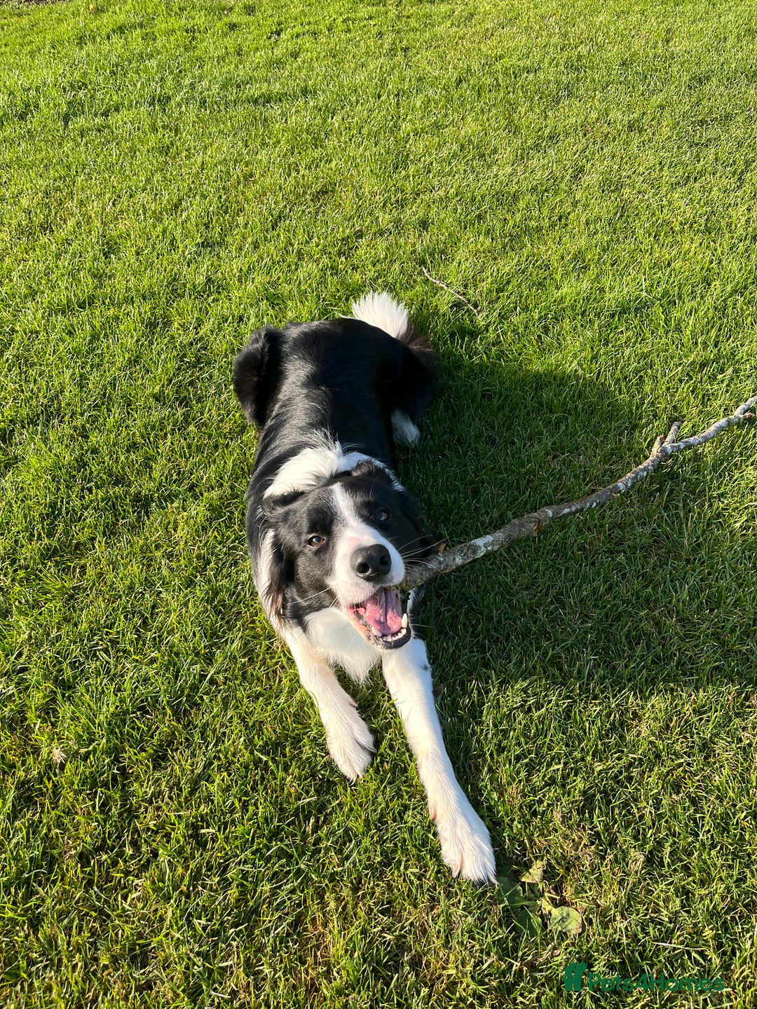 Border Collie dogs for stud: 🐾 Handsome Purebred Border Collie Stud 🐾 - Advert 5