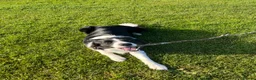 Border Collie dogs for stud: 🐾 Handsome Purebred Border Collie Stud 🐾 - Advert 5