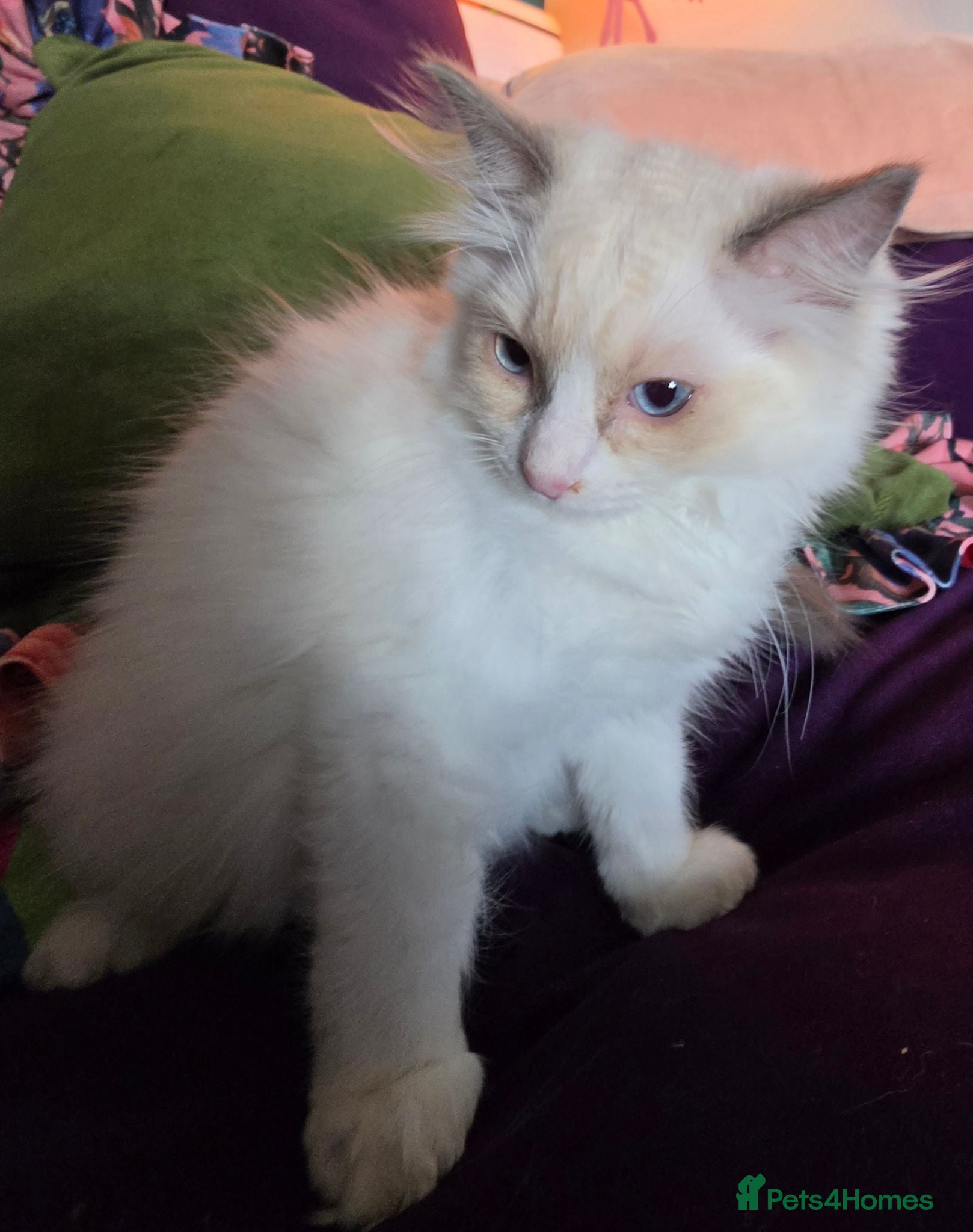 Ragdoll cats Beautiful Bi-Colour Ragdoll's - Advert 1