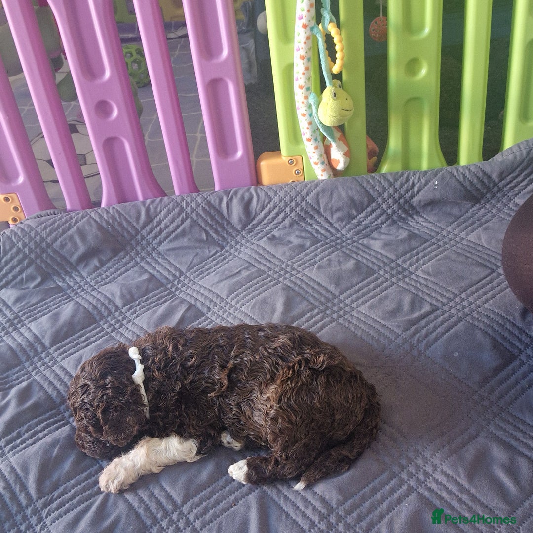 Lagotto Romagnolo dogs for sale: Lagotto Romagnolo, pure breed, KC reg litter - Image 27