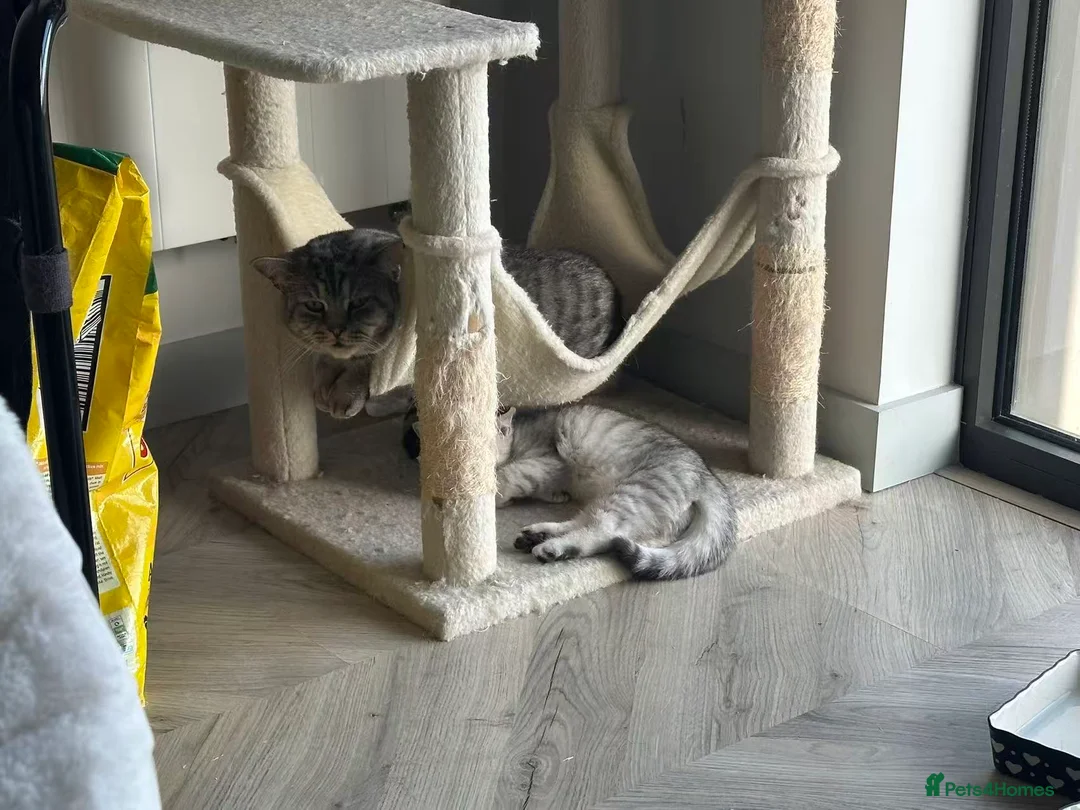 British Shorthair cats for sale: Beautiful silver shaded british shorthair girl - Advert 7