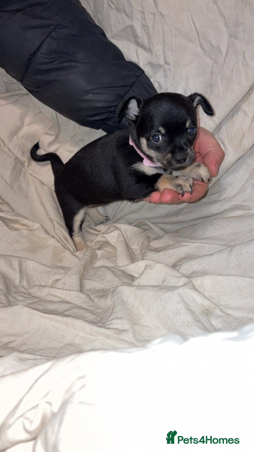 Mixed Breed dogs for sale: 🐶 Adorable Miniature Pinscher×Chihuahua Puppies - Advert 7