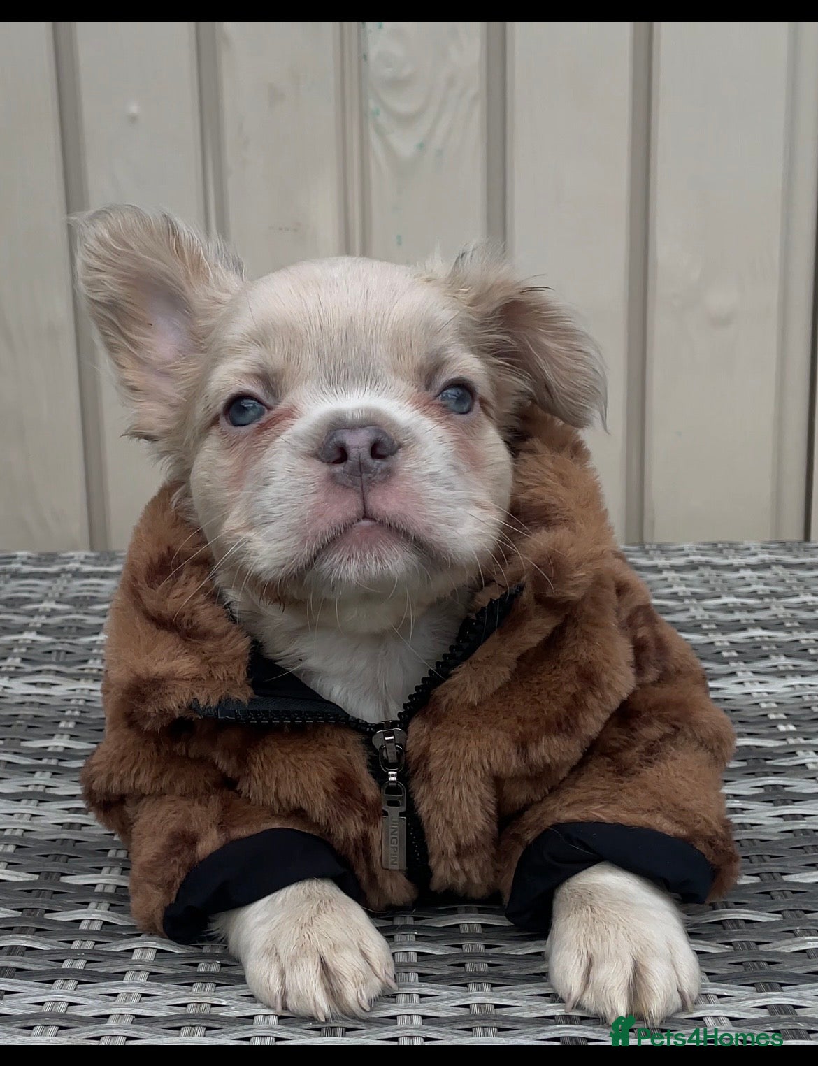 French Bulldog dogs for sale: 🔥 Male Platinum Fluffy Frenchies -Carrying PINK  - Advert 19