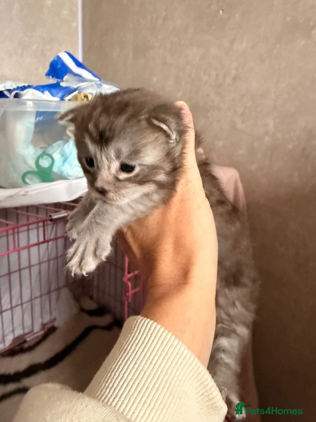 Maine Coon cats for sale: GCCF Registered Maine coon kittens  - Advert 15