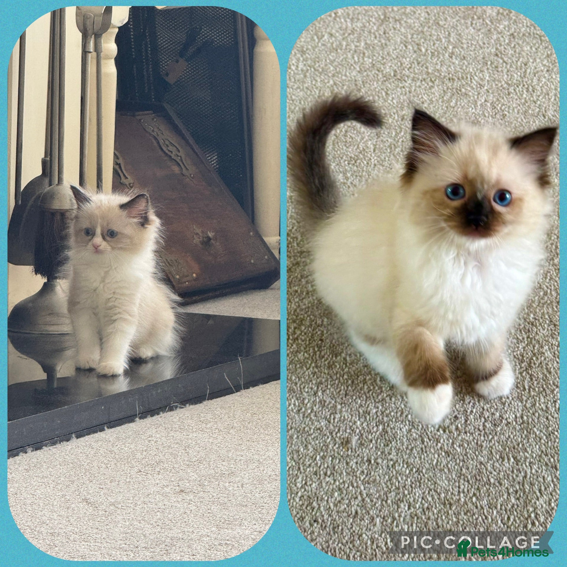 Ragdoll cats Stunning  ragdoll kittens - Advert 4
