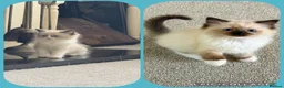 Ragdoll cats for sale: Stunning  ragdoll kittens boy available  - Advert 9