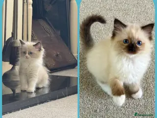 Ragdoll cats Stunning ragdoll kittens - Advert 4