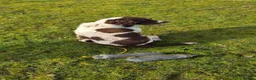 English Springer Spaniel dogs for sale: Kc registered English springer spaniel puppies - Advert 5