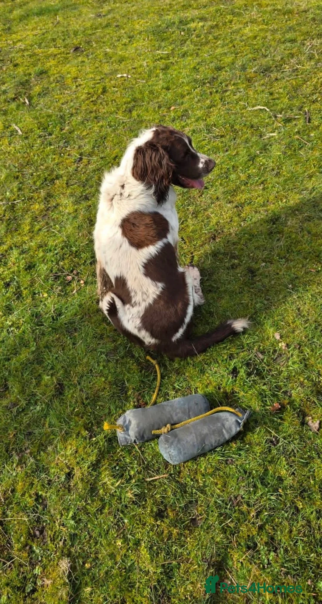 English Springer Spaniel dogs for sale: Kc registered English springer spaniel puppies - Advert 5