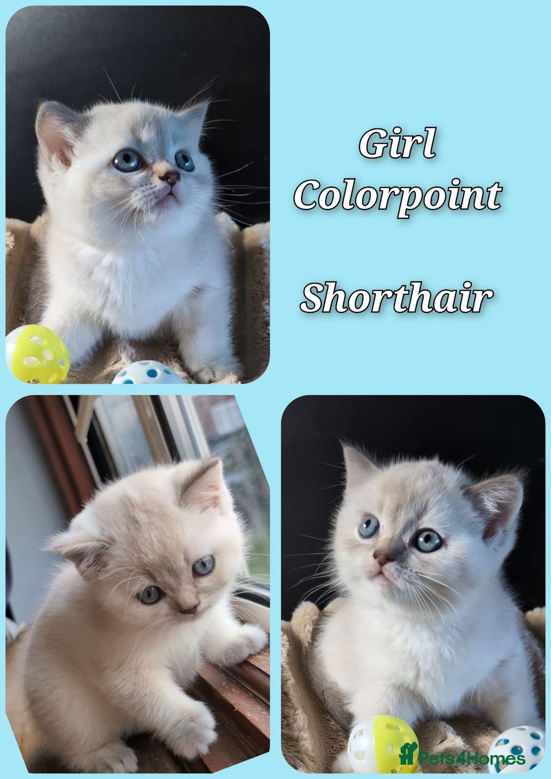 British Longhair cats for sale: 💖💙 BSH and BLH ● TICA & GCCF reg ●  - Advert 12