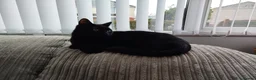 Bombay cats for sale: Black male cat loki - Advert 9