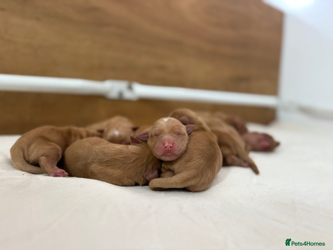 Golden Retriever dogs for sale: FOX RED WORKING GOLDEN RETRIEVERS- 5 STAR BREEDERS - Image 1