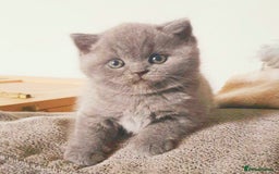 British Shorthair cats for sale: Beautiful British Shorthair Kittens  - Image 7