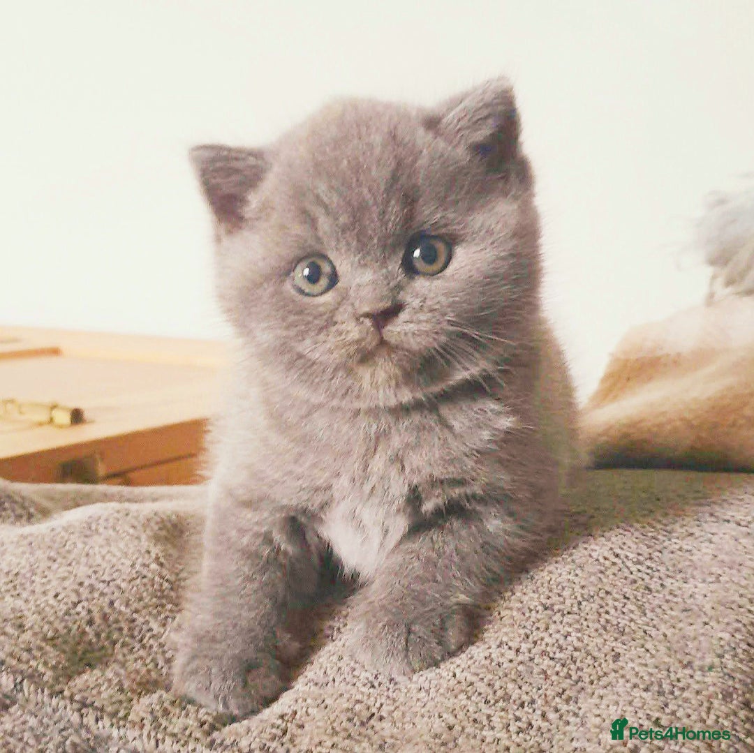 British Shorthair cats for sale: Beautiful British Shorthair Kittens  - Image 7