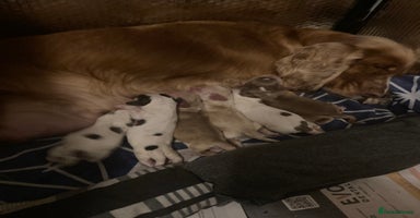 Cocker Spaniel dogs - Advert 15