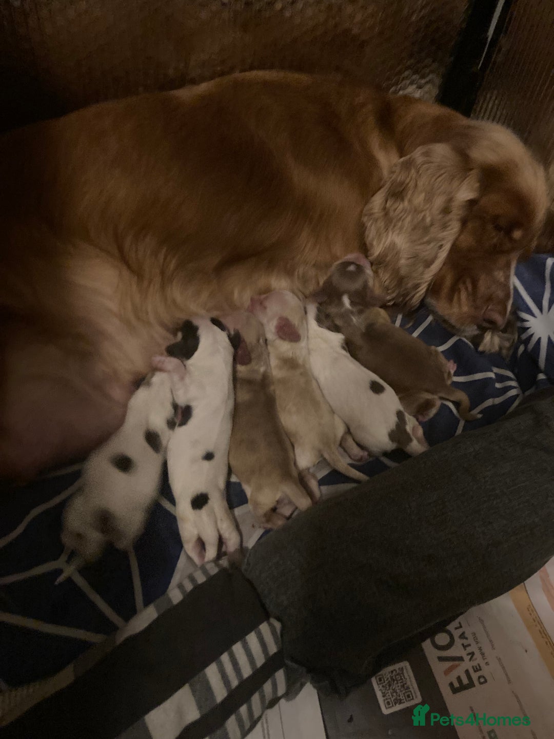 Cocker Spaniel dogs for sale: ‘Show Type’ Cocker Spaniel Puppies. KC Registered. - Image 2