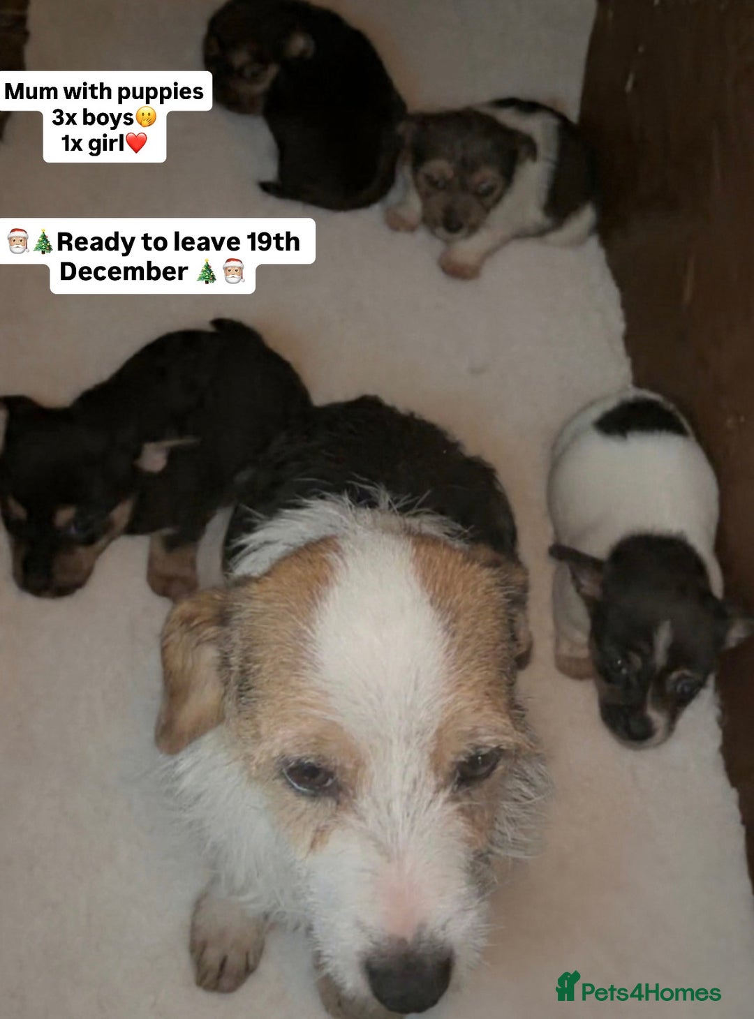 Mixed Breed dogs for sale: Jack Russel x Yorkshire Terrier - Advert 5