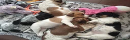 Jack Russell dogs for sale: Lovely jack Russell puppies - Advert 3