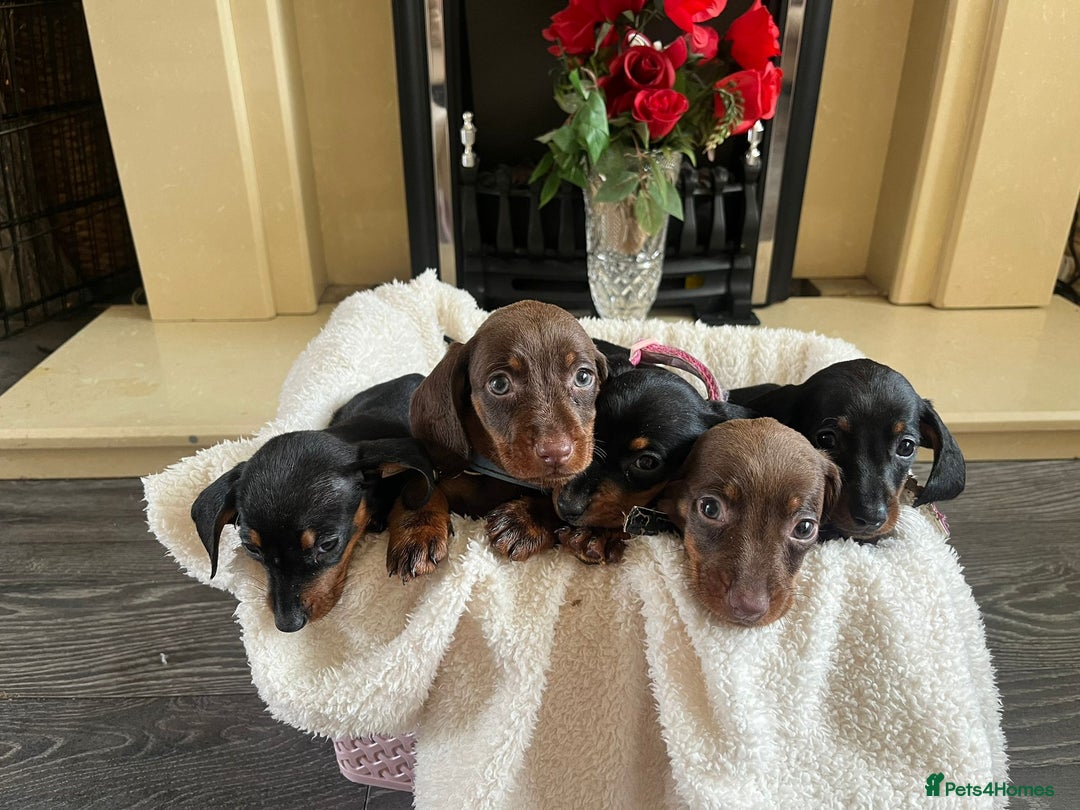 Dachshund dogs for sale: 5 puppies for sale - Image 4