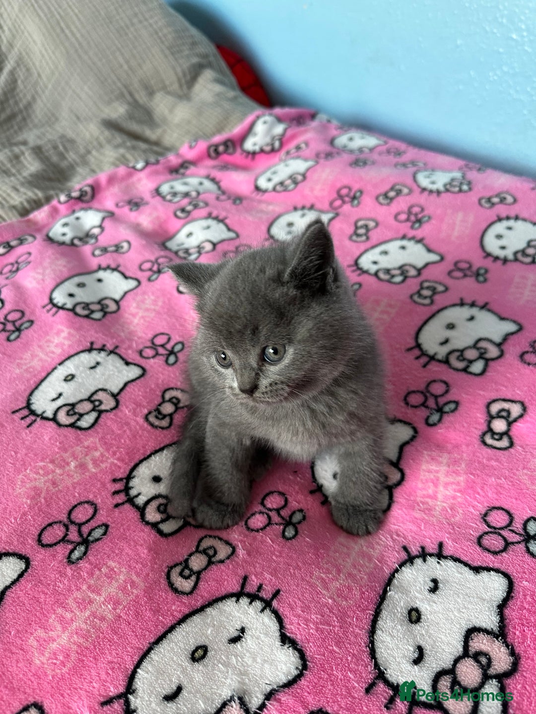 British Shorthair cats for sale: British short hair kittens - Advert 16