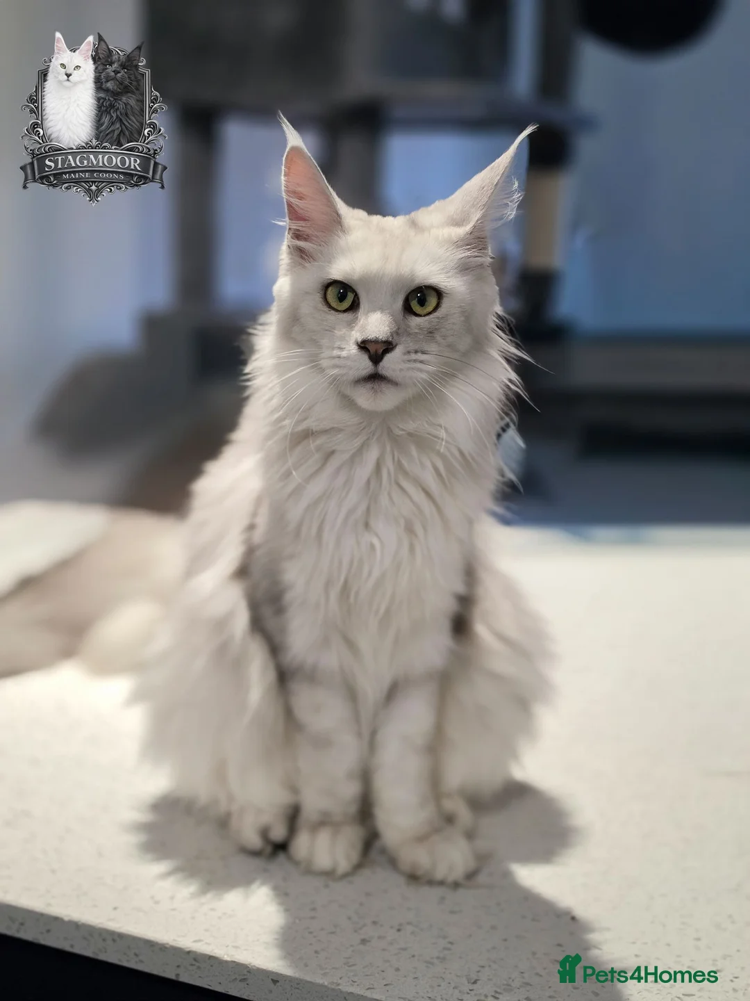 Maine Coon cats for sale: TICA Black Silver Shaded Maine Coon Kittens  - Advert 2