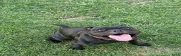 Staffordshire Bull Terrier dogs for sale: Black KC Reg/Health Tested Staffordshire Puppies. - Advert 34