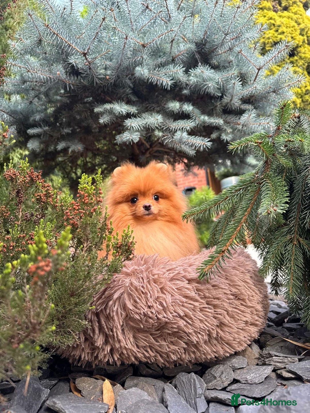Pomeranian dogs for sale: White and Orange Pomeranian Boys in London - Image 7