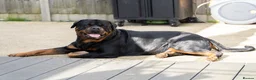 Rottweiler dogs for stud: Beautiful German Rottweiler stud  - Advert 5