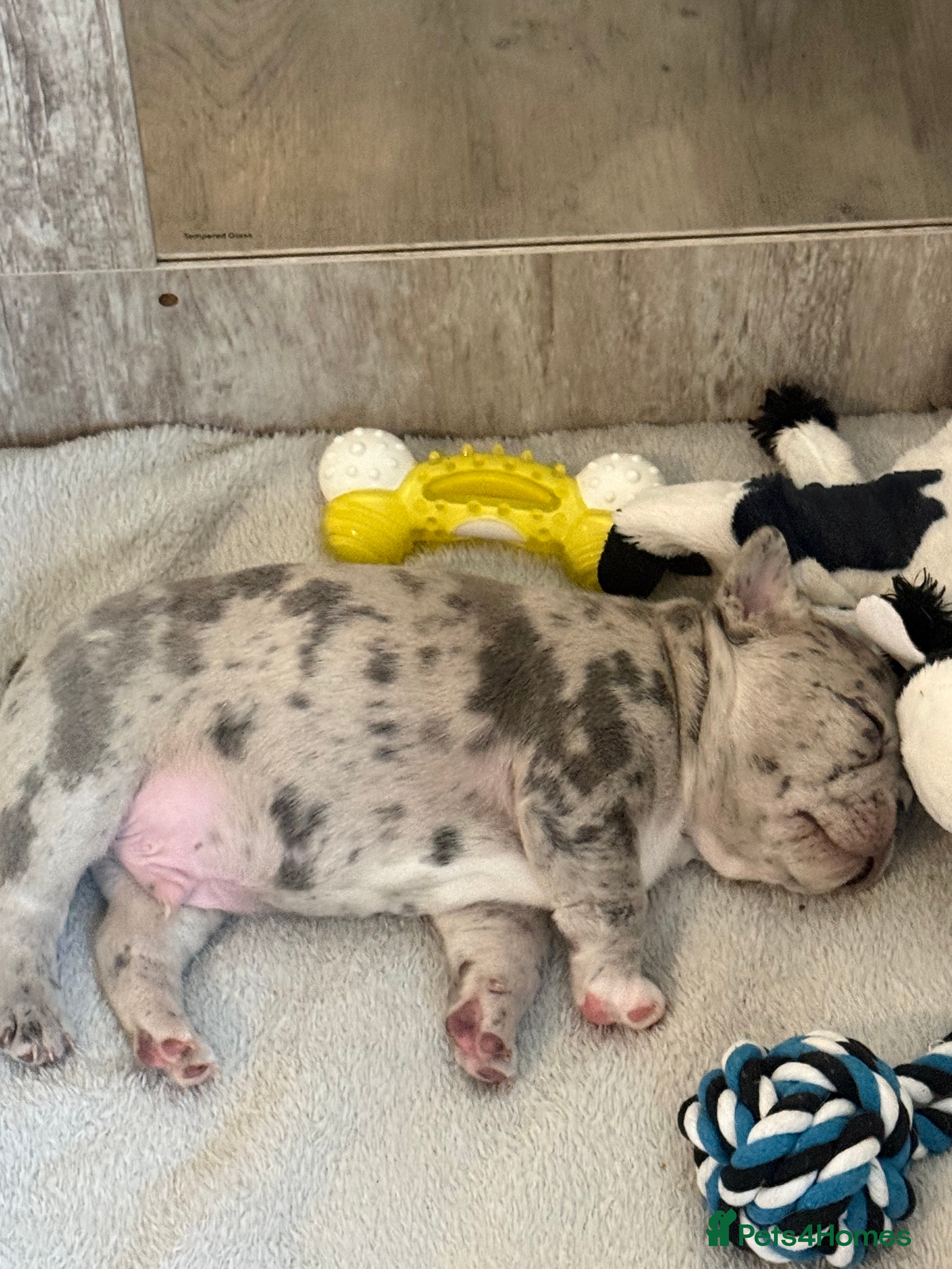 French Bulldog dogs All puppies now sold  - Advert 17