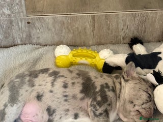 French Bulldog dogs Beautiful blue and lilac merle French bulldogs - Advert 18