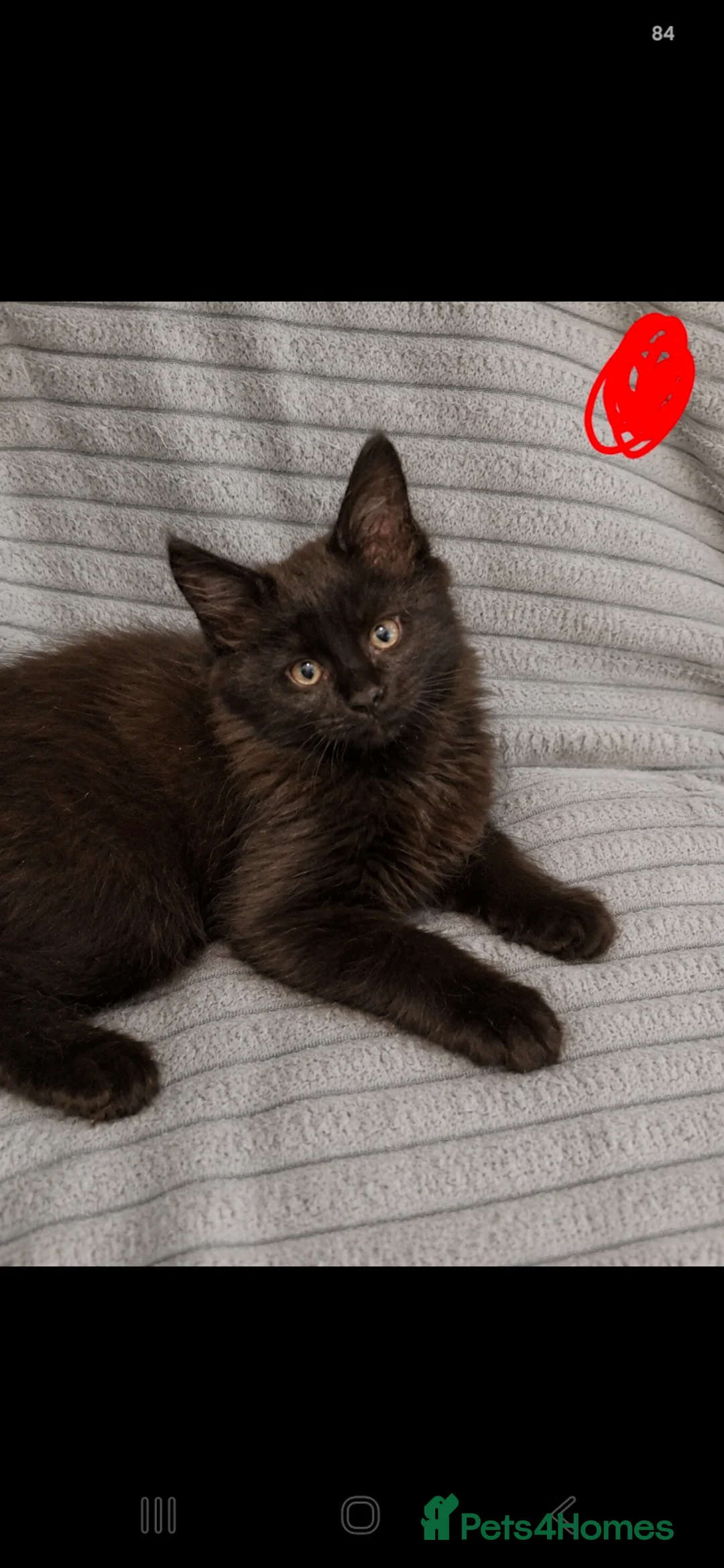 Maine Coon cats for sale: Maine coon - Advert 2