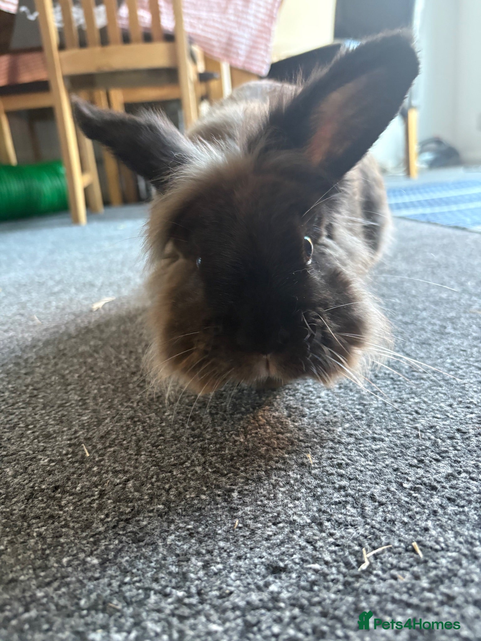Mixed Breed rabbits Stanley bun-buns  - Advert 1