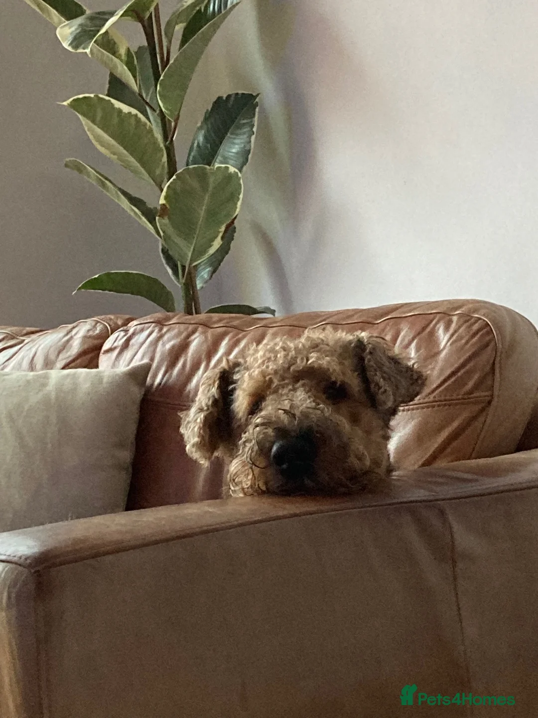 Airedale Terrier dogs for stud: Gentleman of the dog world!  in Lichfield - Advert 3