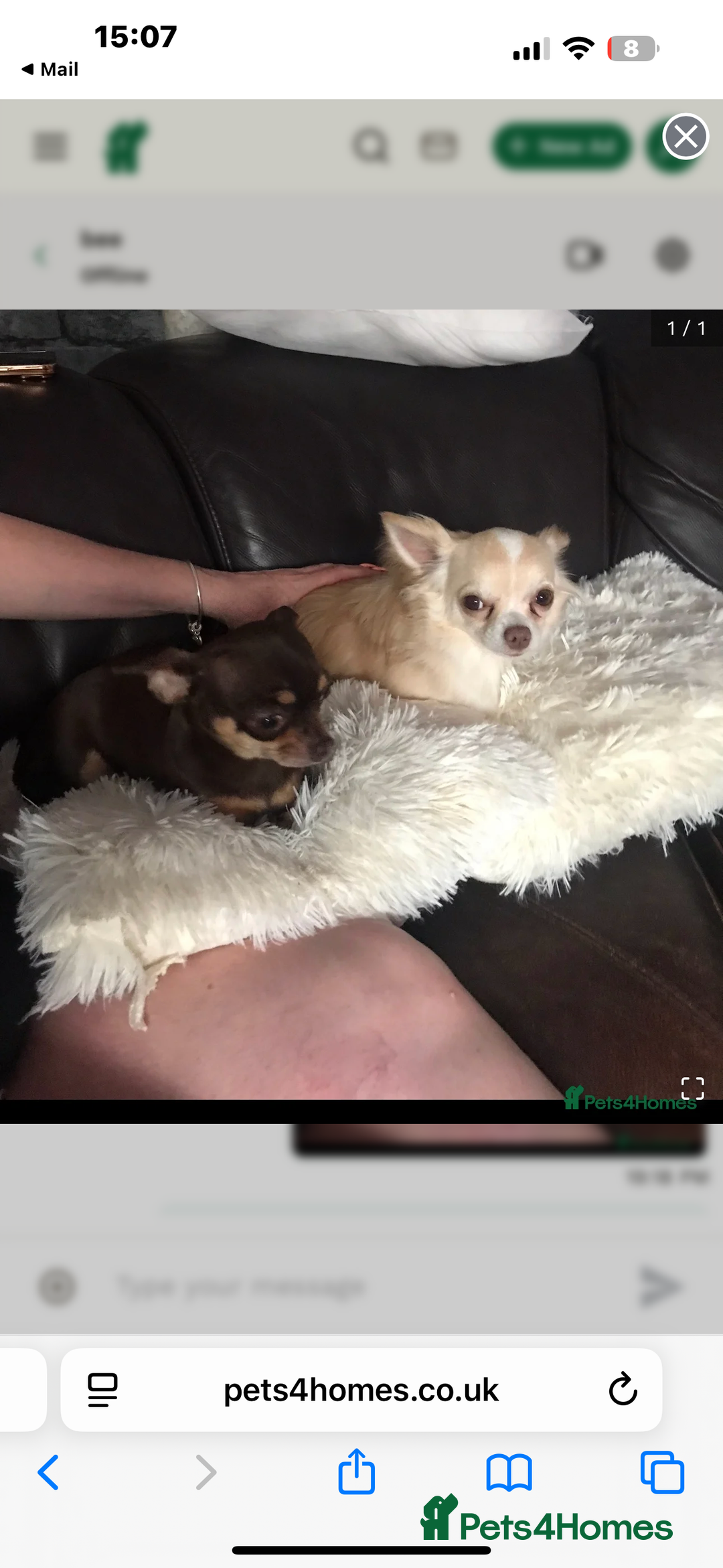 Chihuahua dogs for sale: Rare chocolate full pedigree chihuahuas🤎 - Image 5