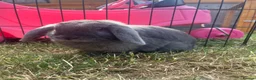 Mini Lion Lop rabbits for sale: Ready to go lionhead lops now reduced - Advert 39